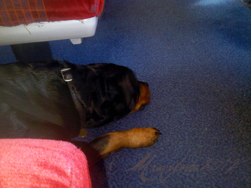 no room on train for big dogs
