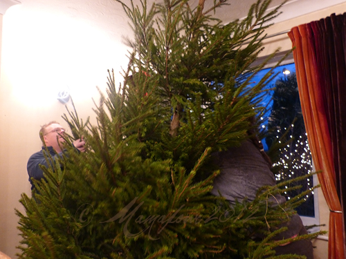 putting up big christmas tree